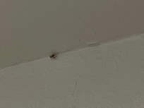 Spider in the bathroom