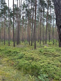 Wald direkt vor der Tür ( 2 Minuten Fußweg )