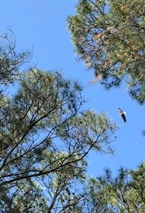 Bald eagle flying over the property