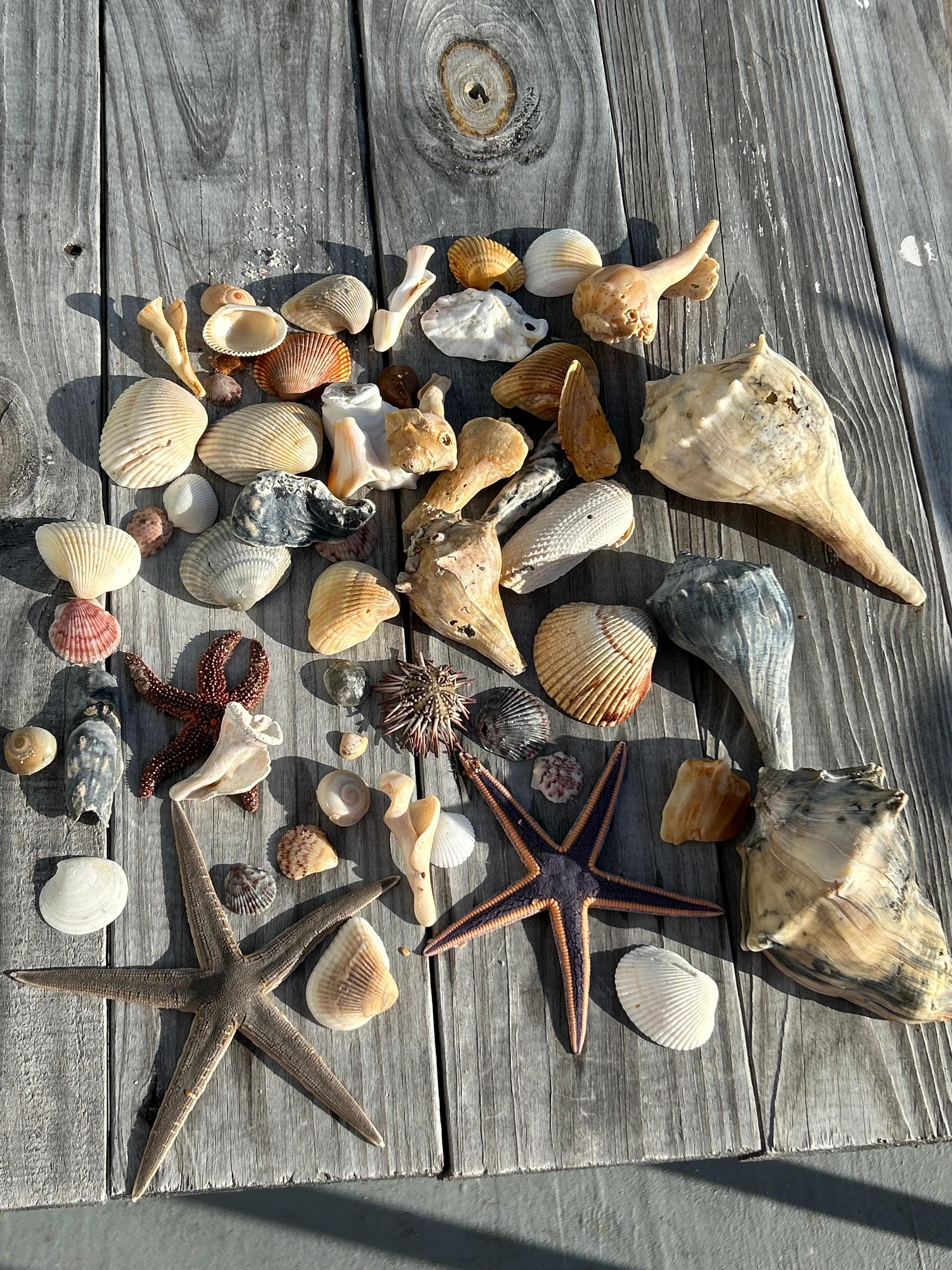 Finds from morning walk after storm.