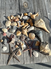 Finds from morning walk after storm.