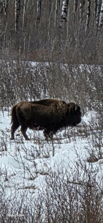Bison enclosure