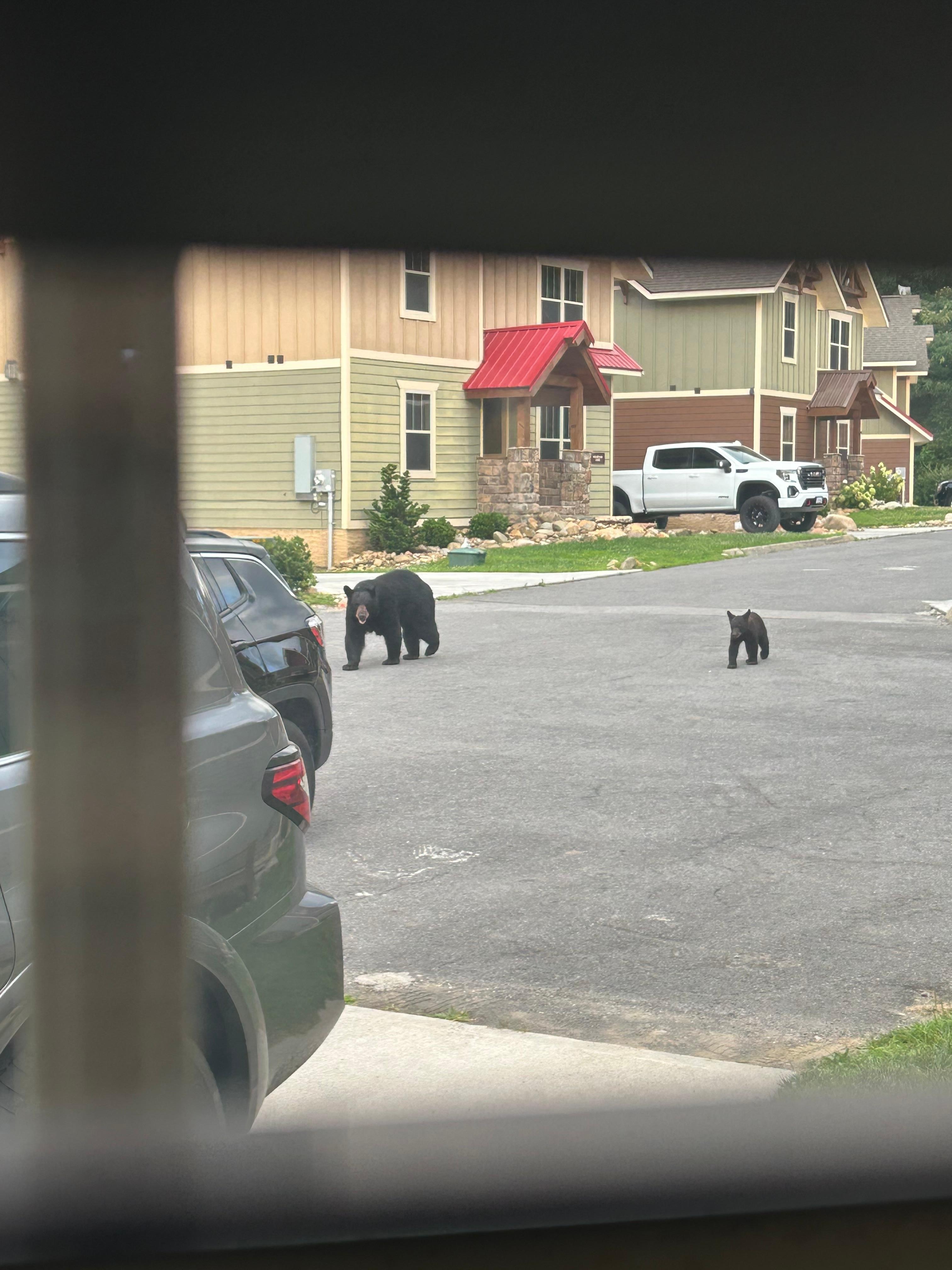 Daily Bear visits