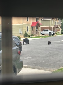 Daily Bear visits