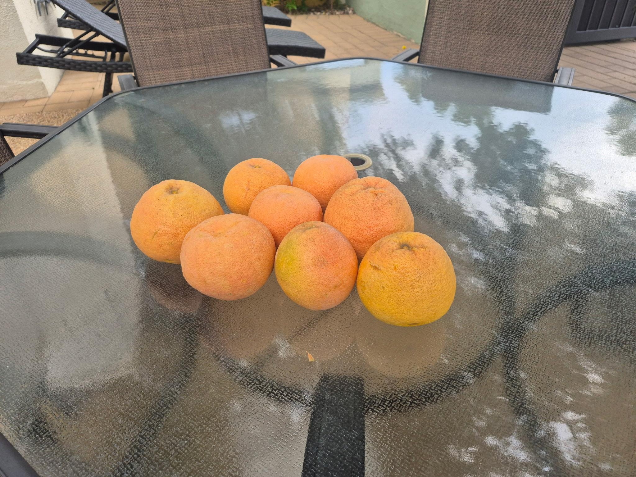 Fresh grapefruit from the tree on the property! 