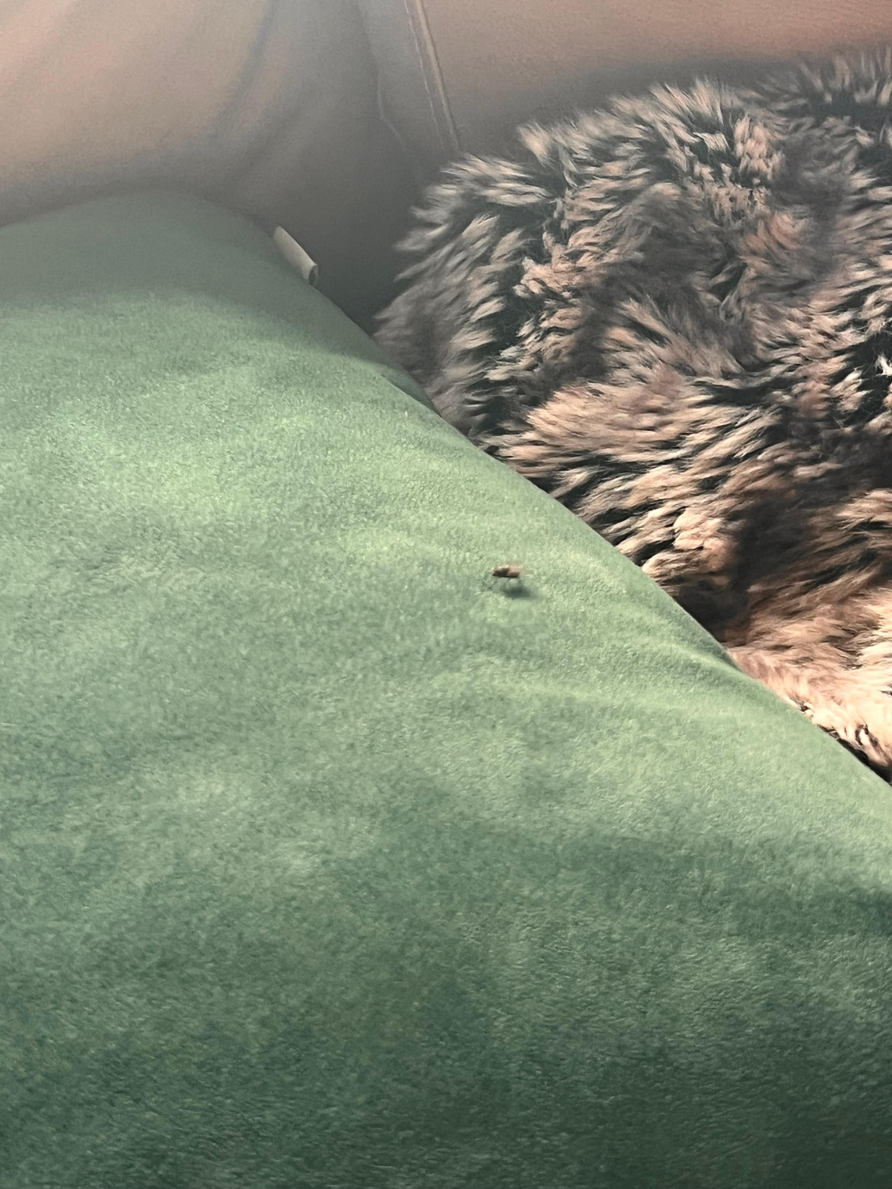 Many flies present upon entering the home