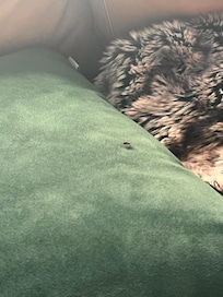 Many flies present upon entering the home