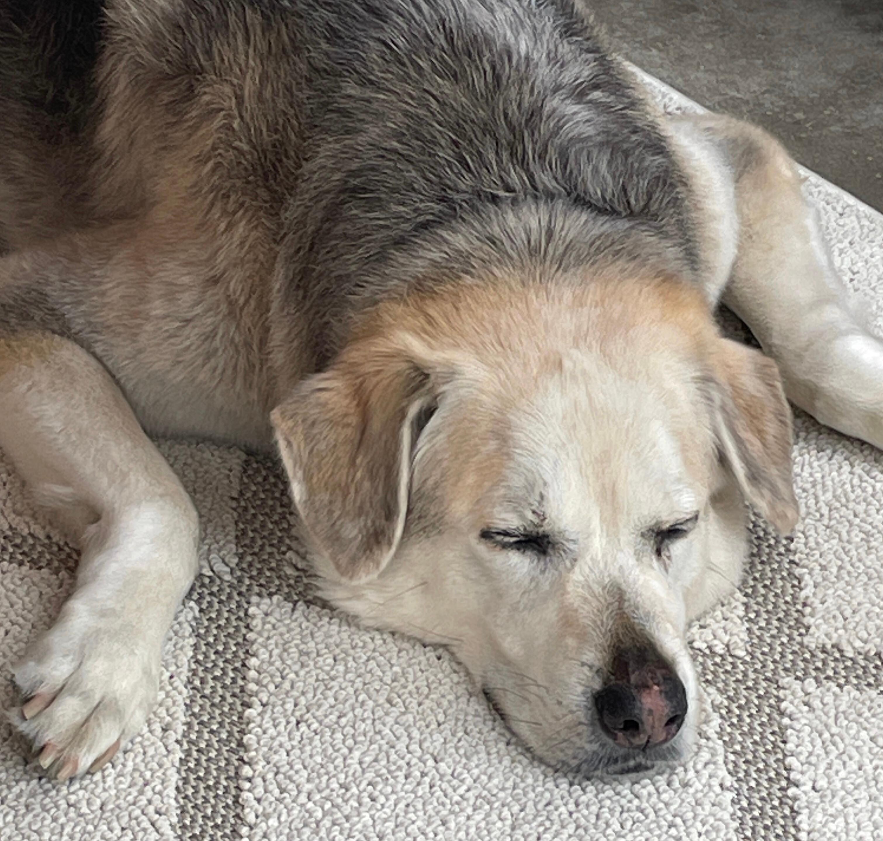 Nicht überall sind wir mit einem so großen Tier gerne gesehen.