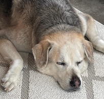 Nicht überall sind wir mit einem so großen Tier gerne gesehen.