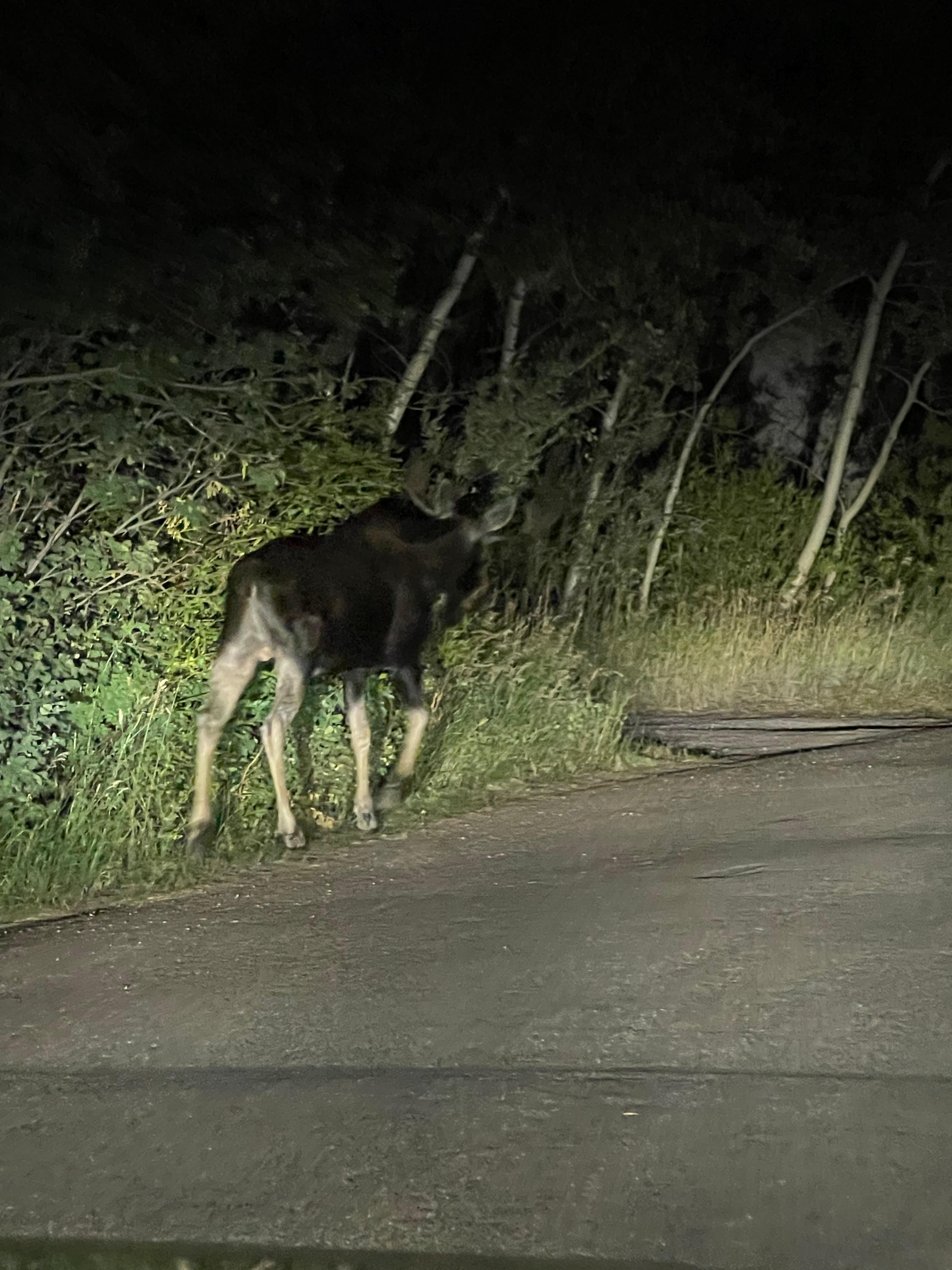 Moose sighting on our second night. The next morning he was chasing two red foxes. 