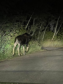 Moose sighting on our second night. The next morning he was chasing two red foxes.