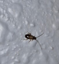 Cockroaches