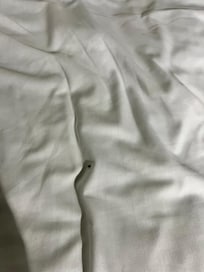The bedbug