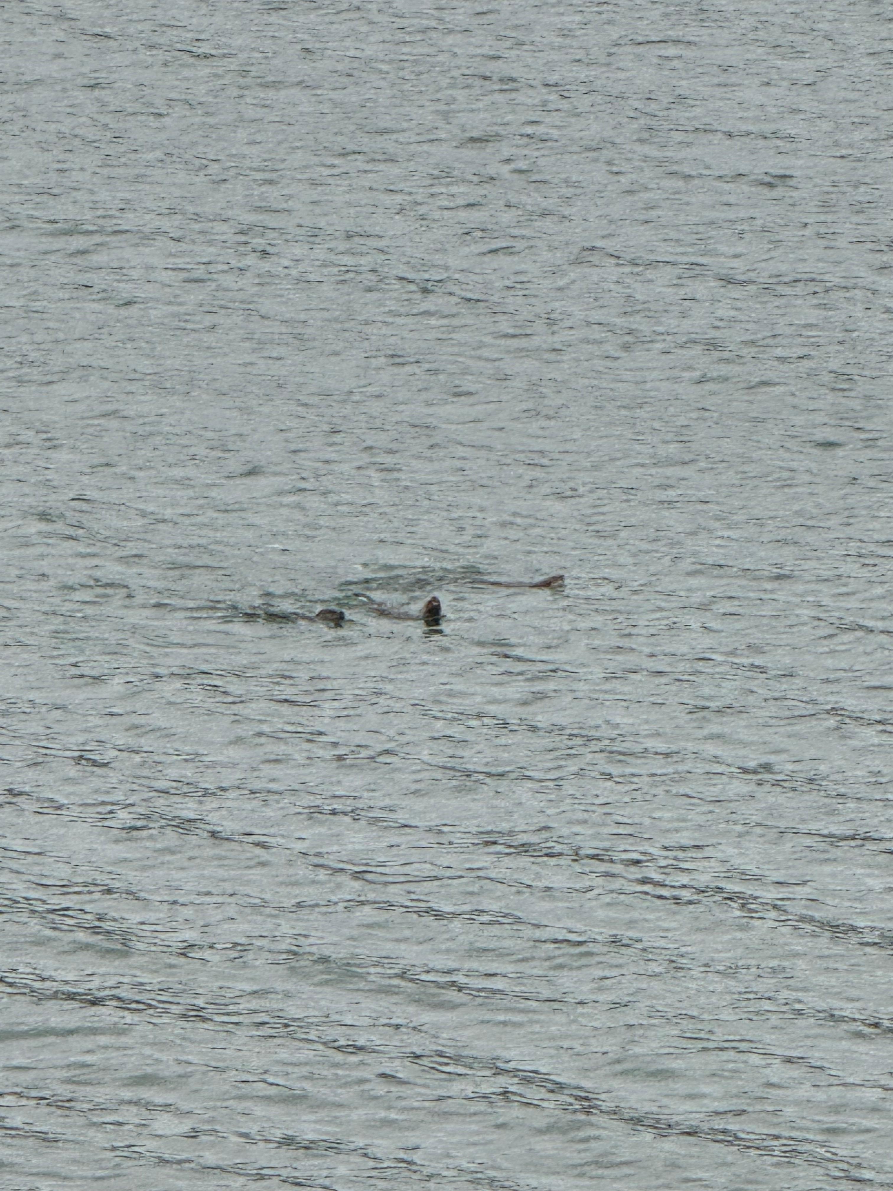 20 years of visiting San Juan Island and this was our first sighting of otters. Right off the deck of the home! 