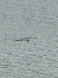 20 years of visiting San Juan Island and this was our first sighting of otters. Right off the deck of the home!