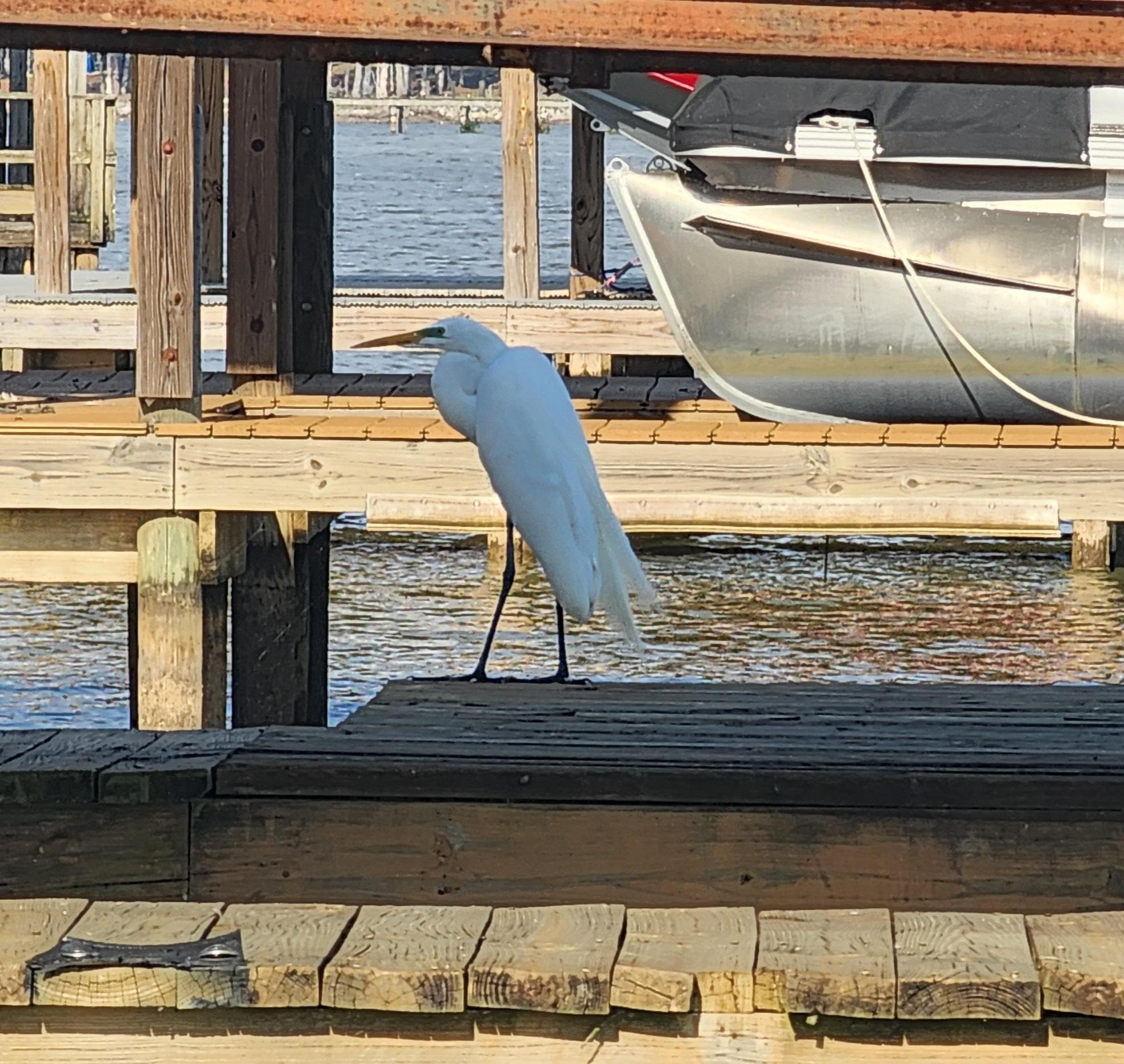 Egret on the dock