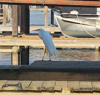 Egret on the dock