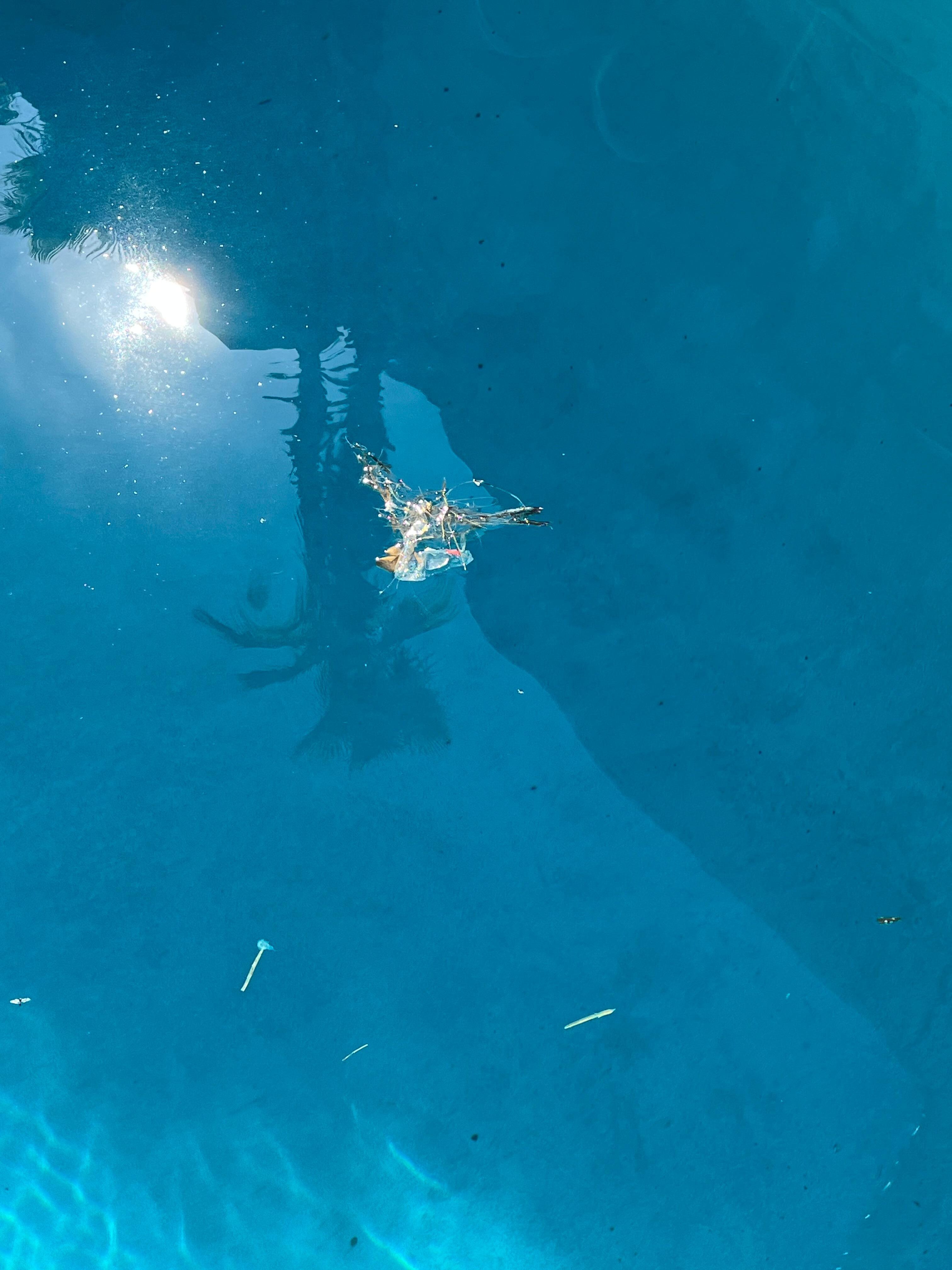 No one cleans the pool