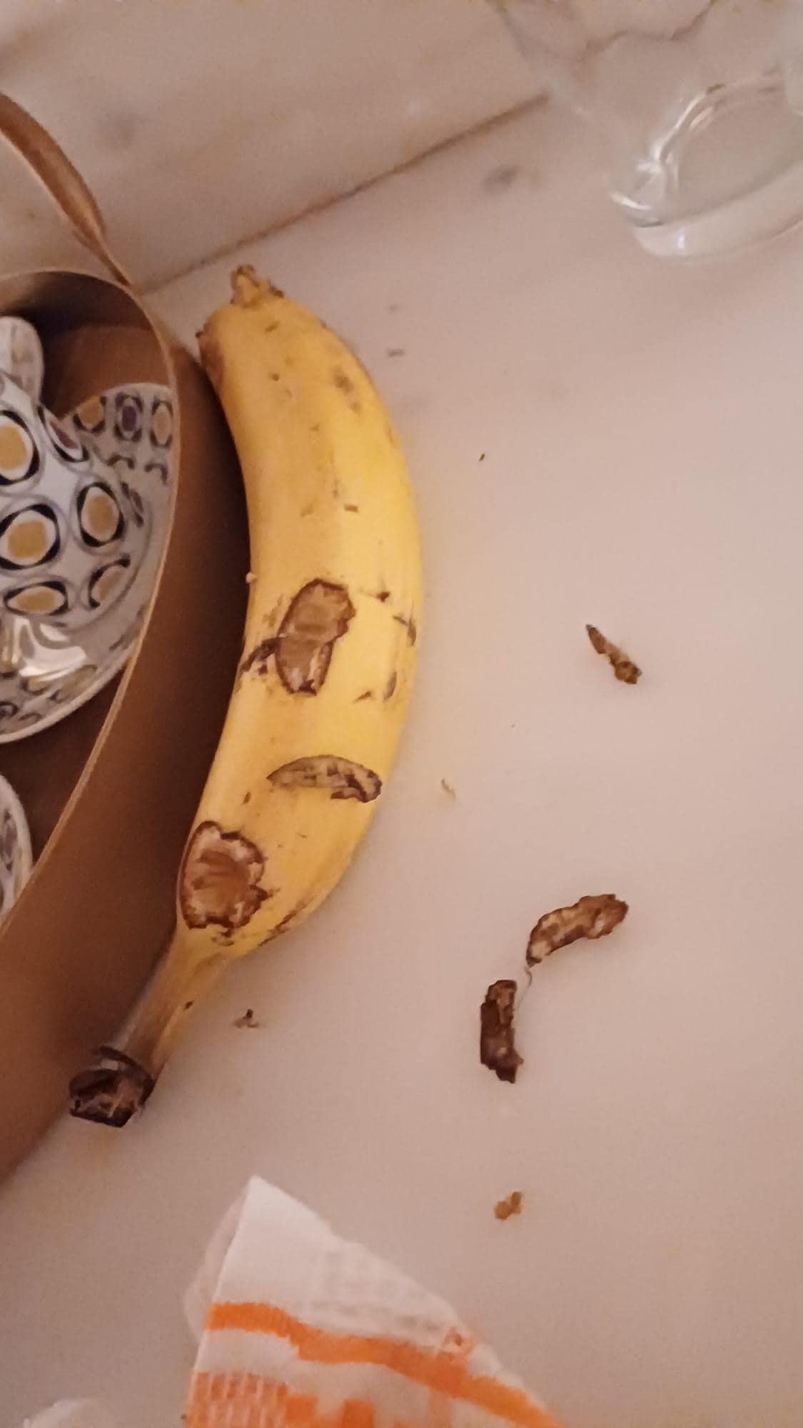 Tracce del topo in cucina.