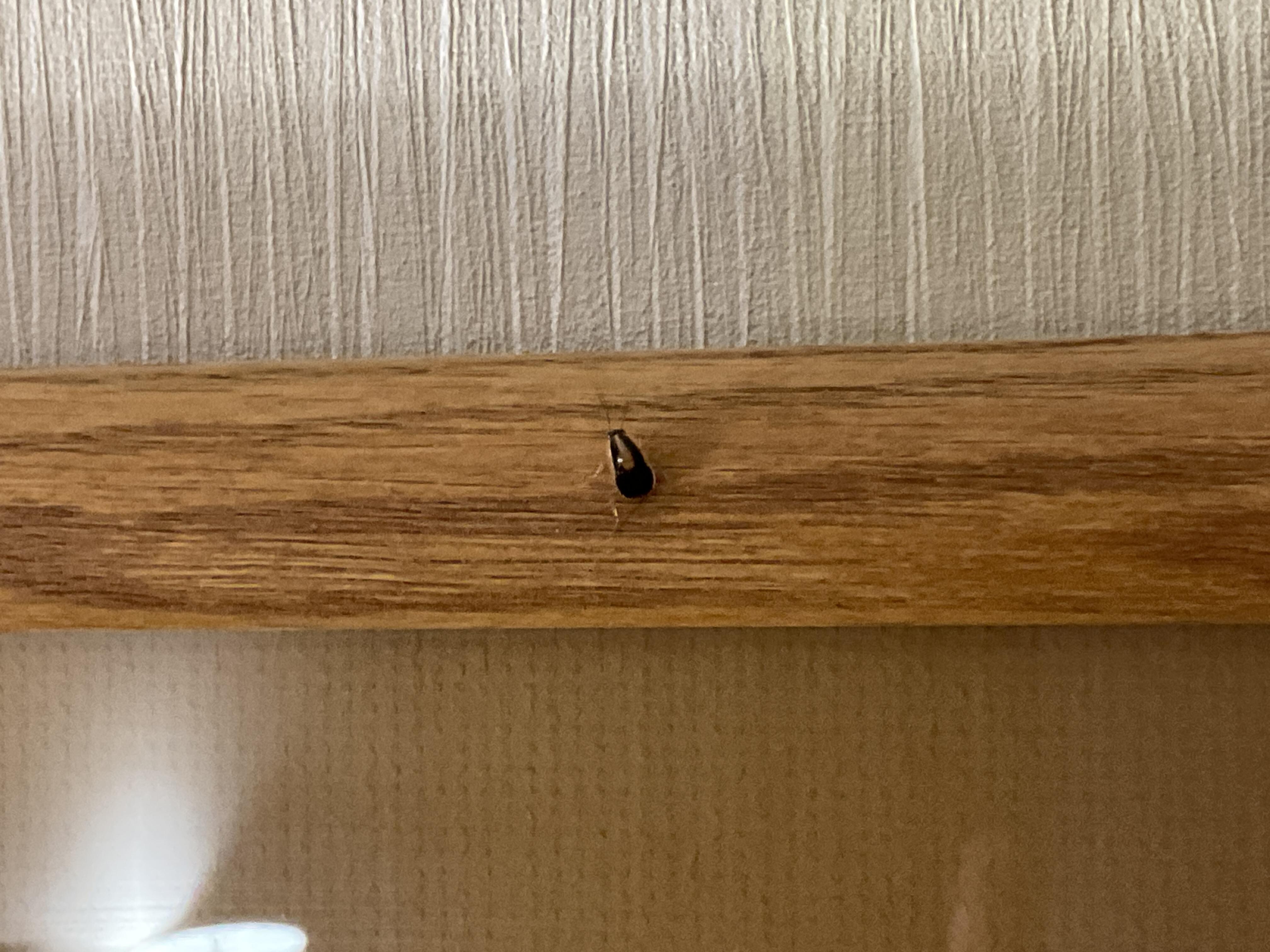 Bugs on picture frame