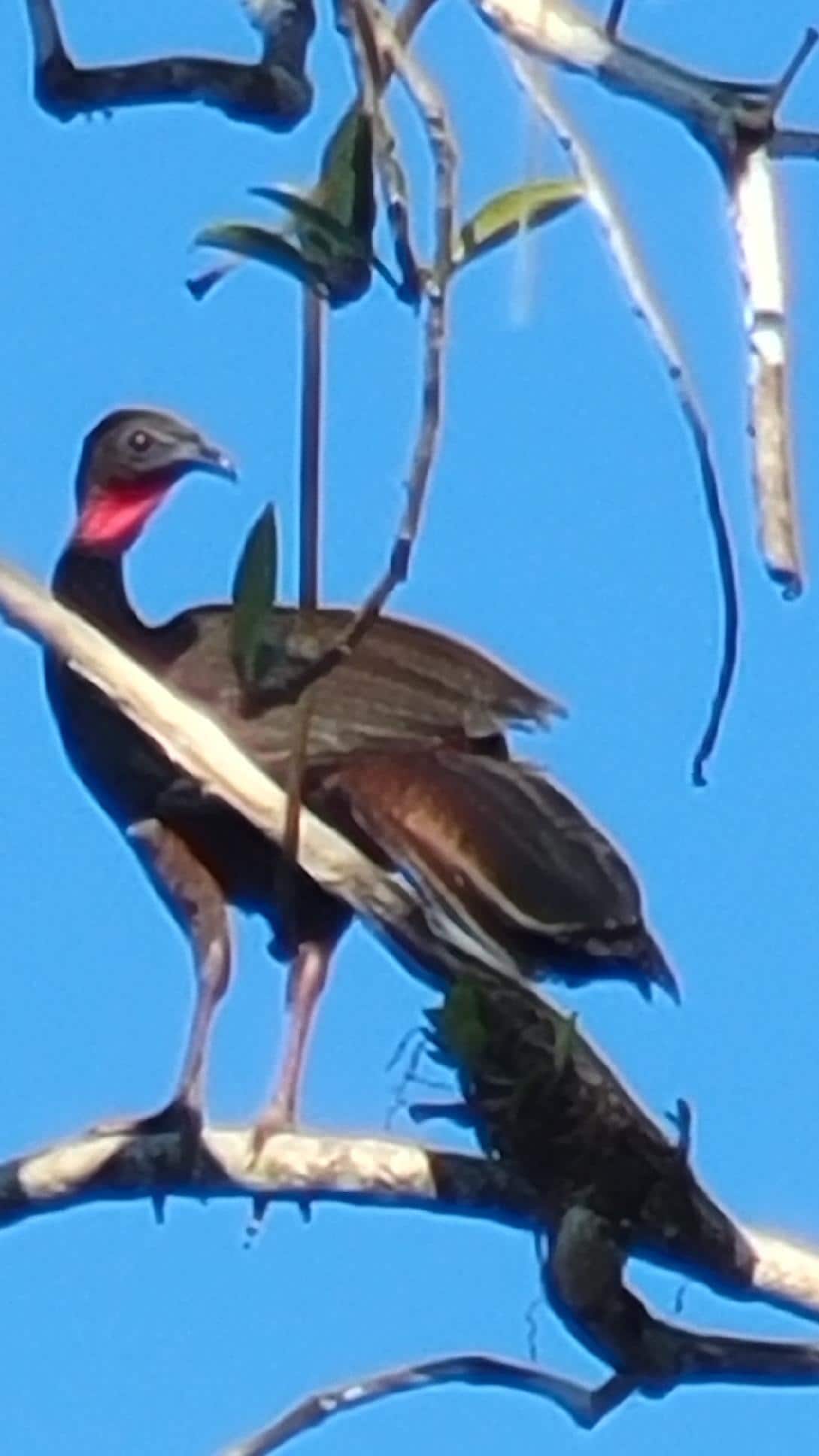 Crested guan by the house