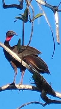 Crested guan by the house