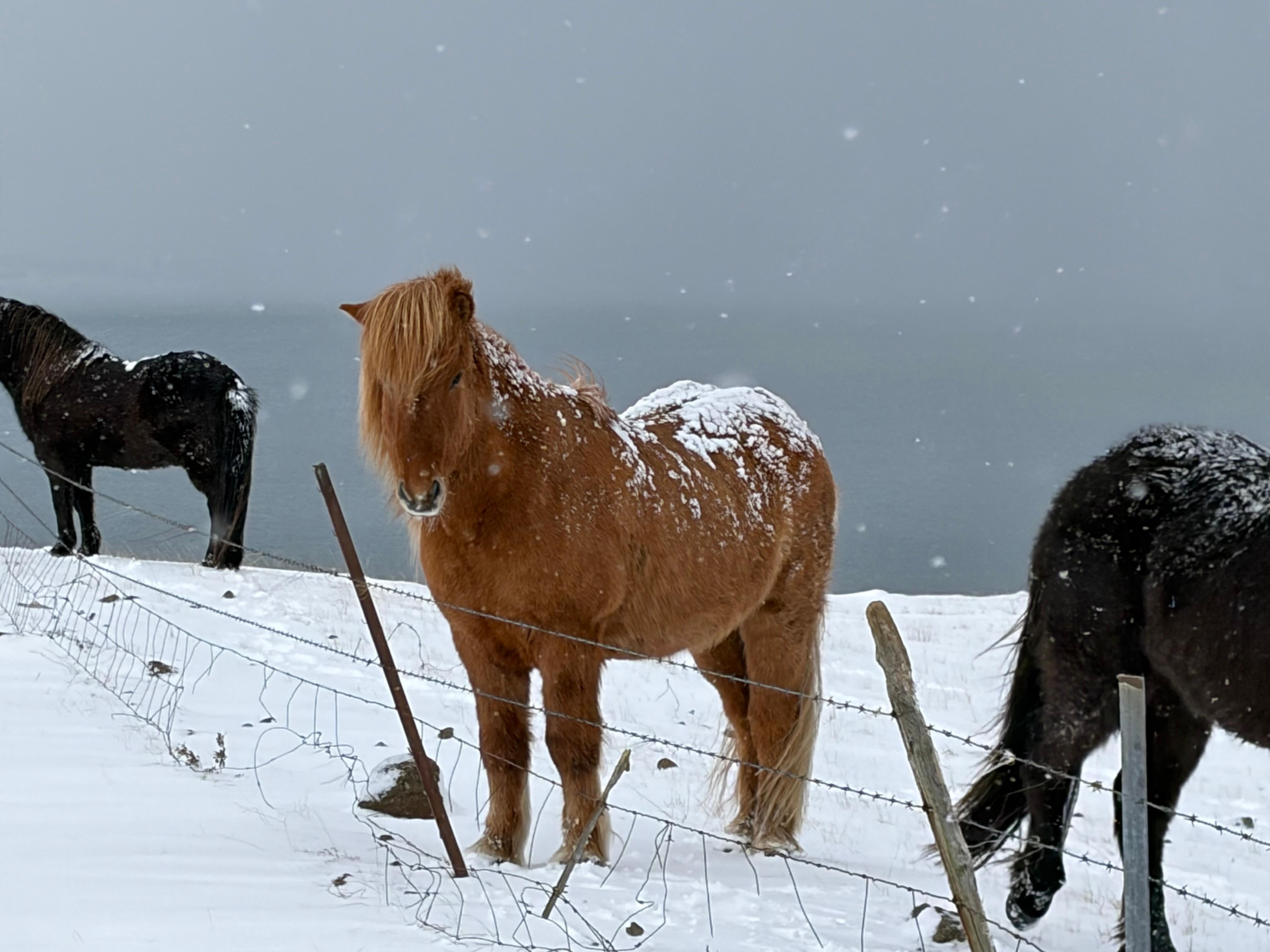 Icelandic horses nearby