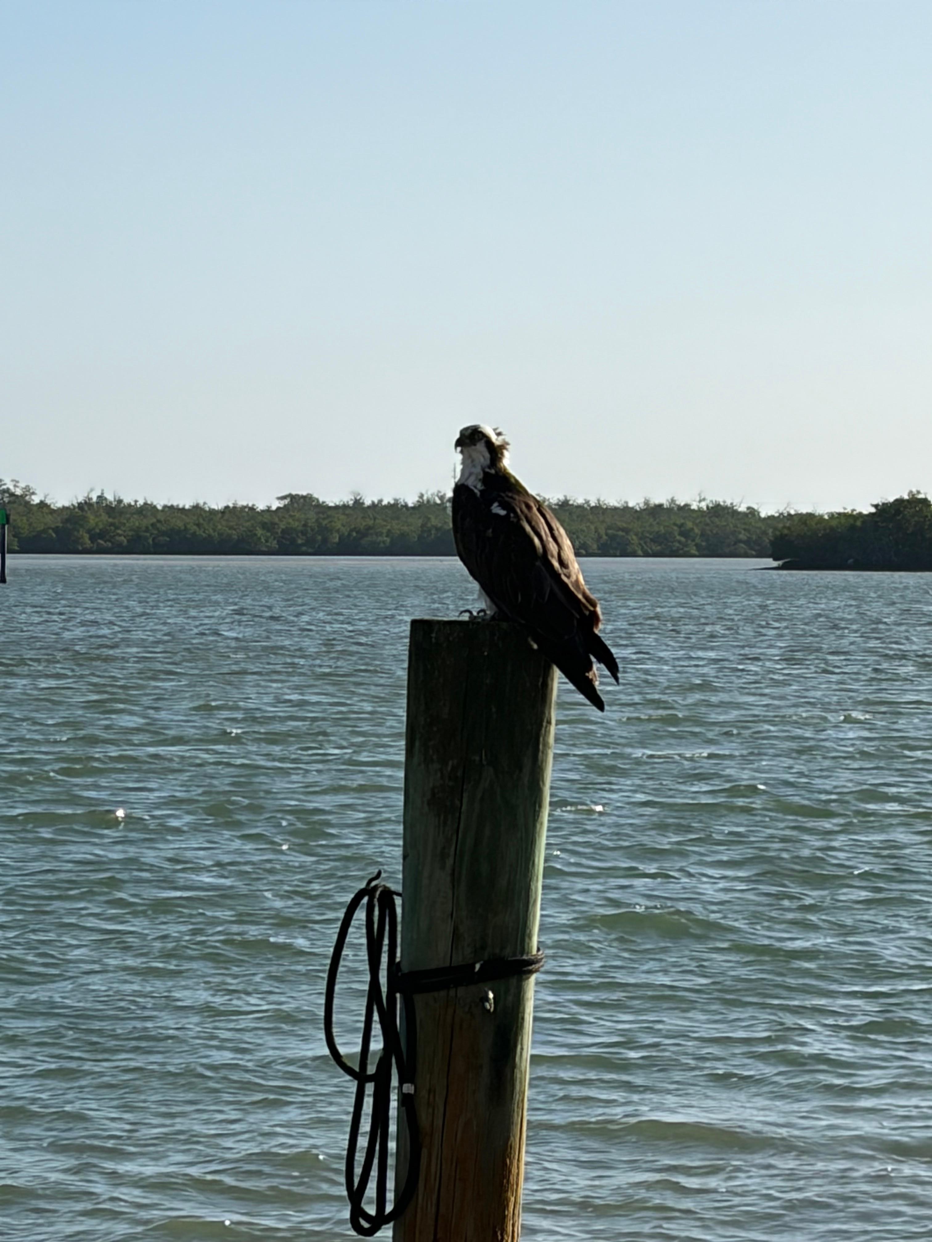 This guy was on the post every morning, looking for food. It was also the view from the balcony.