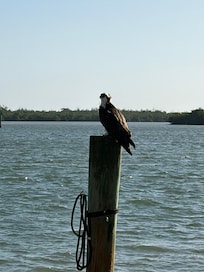 This guy was on the post every morning, looking for food. It was also the view from the balcony.