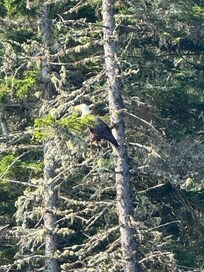 Eagle