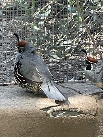 The yard is full of quail to watch running back & forth.