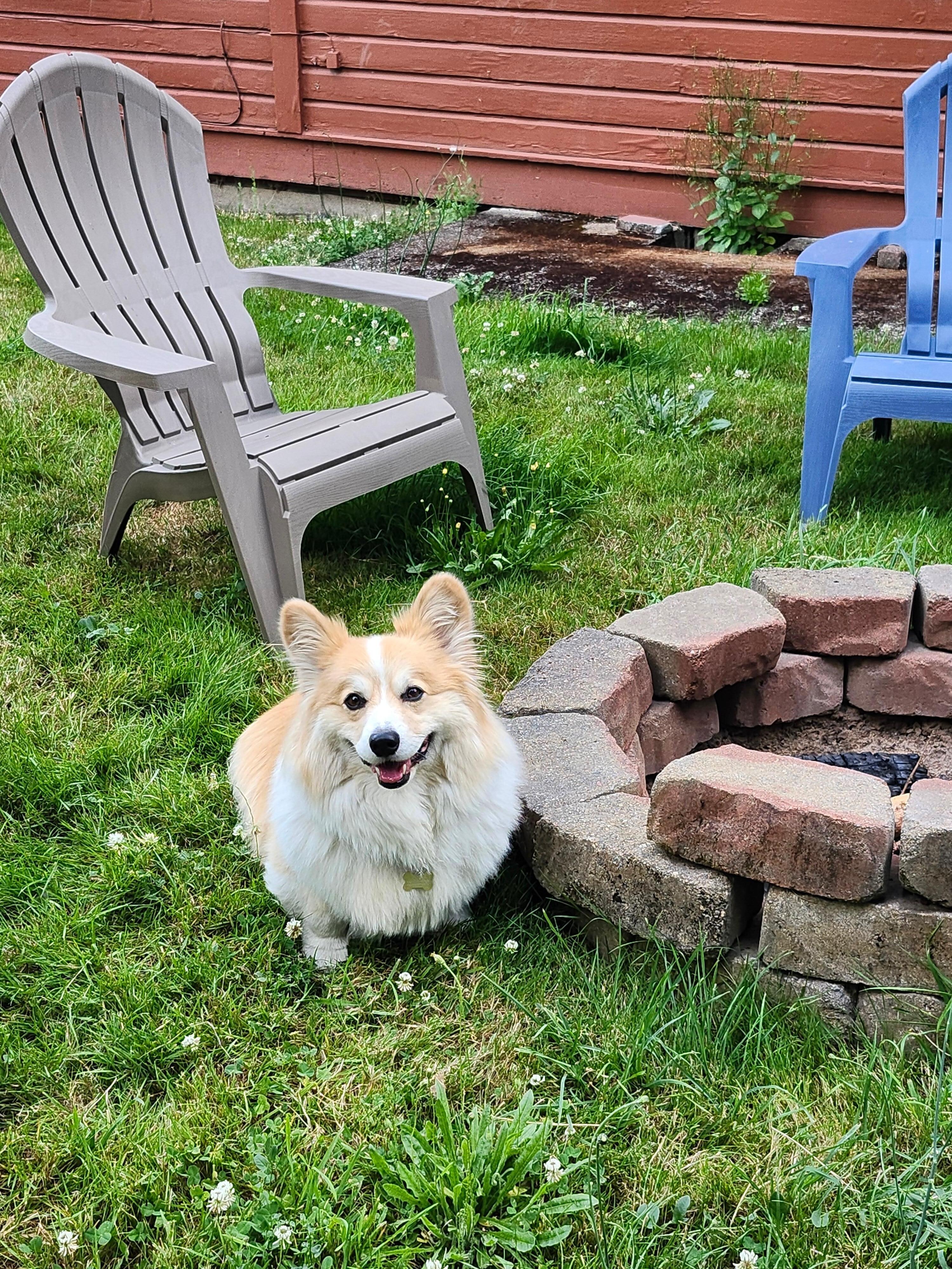 Corgi approved!