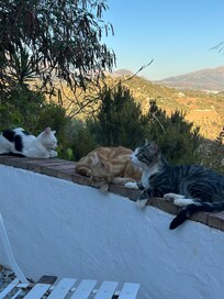 The ‘farmhouse cats’ were really friendly.