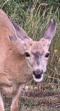 Deer closeup while feeding