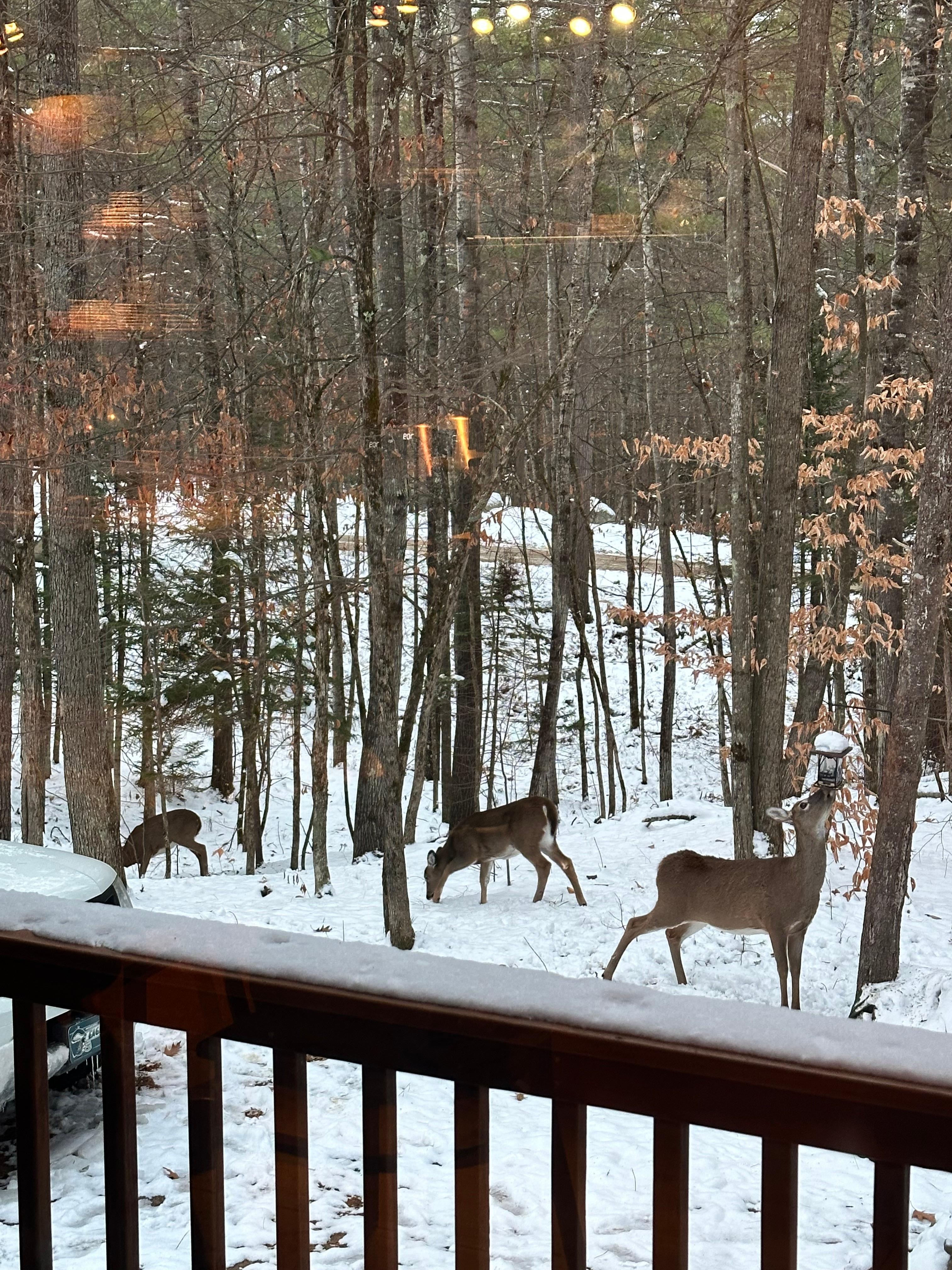 Friendly visitors one morning!