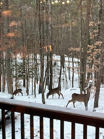Friendly visitors one morning!