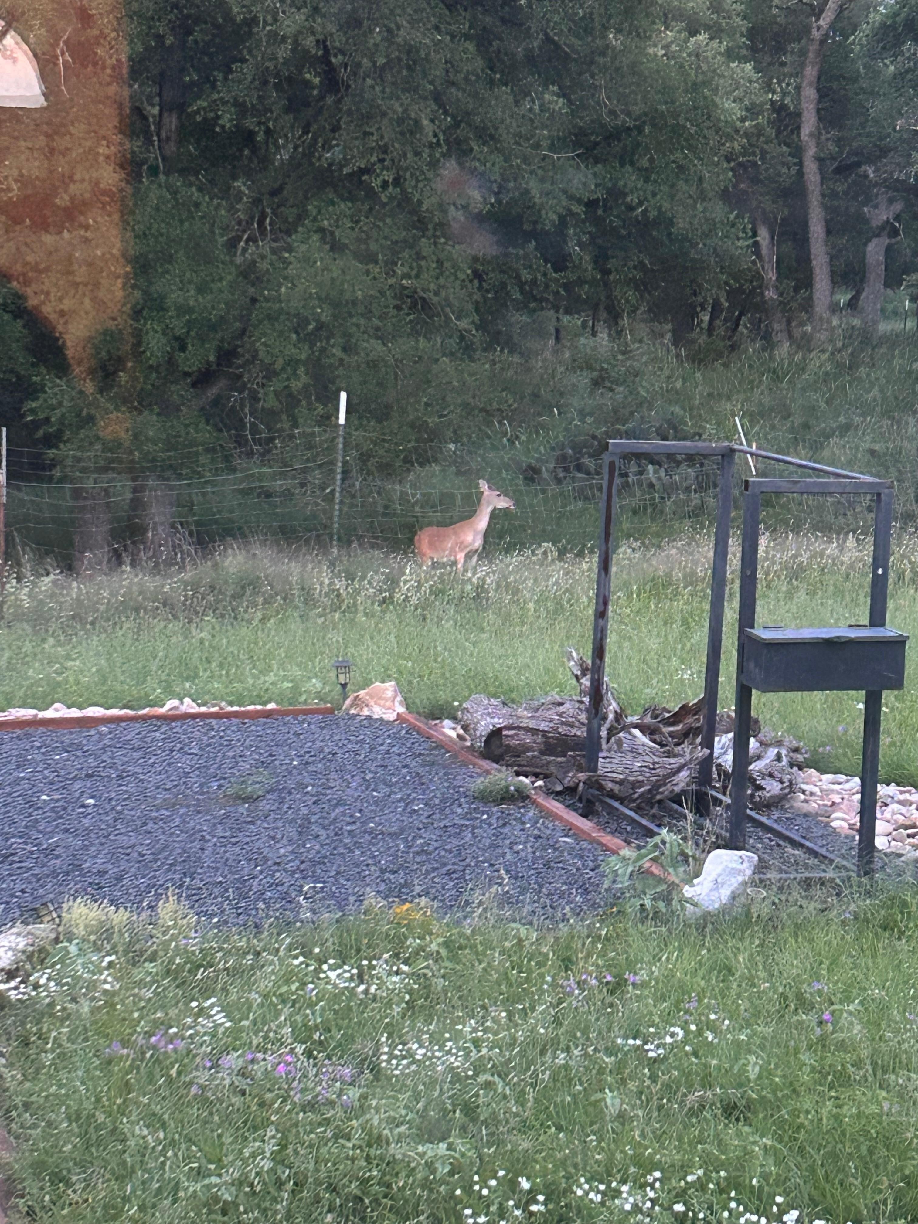 Sighted several deer