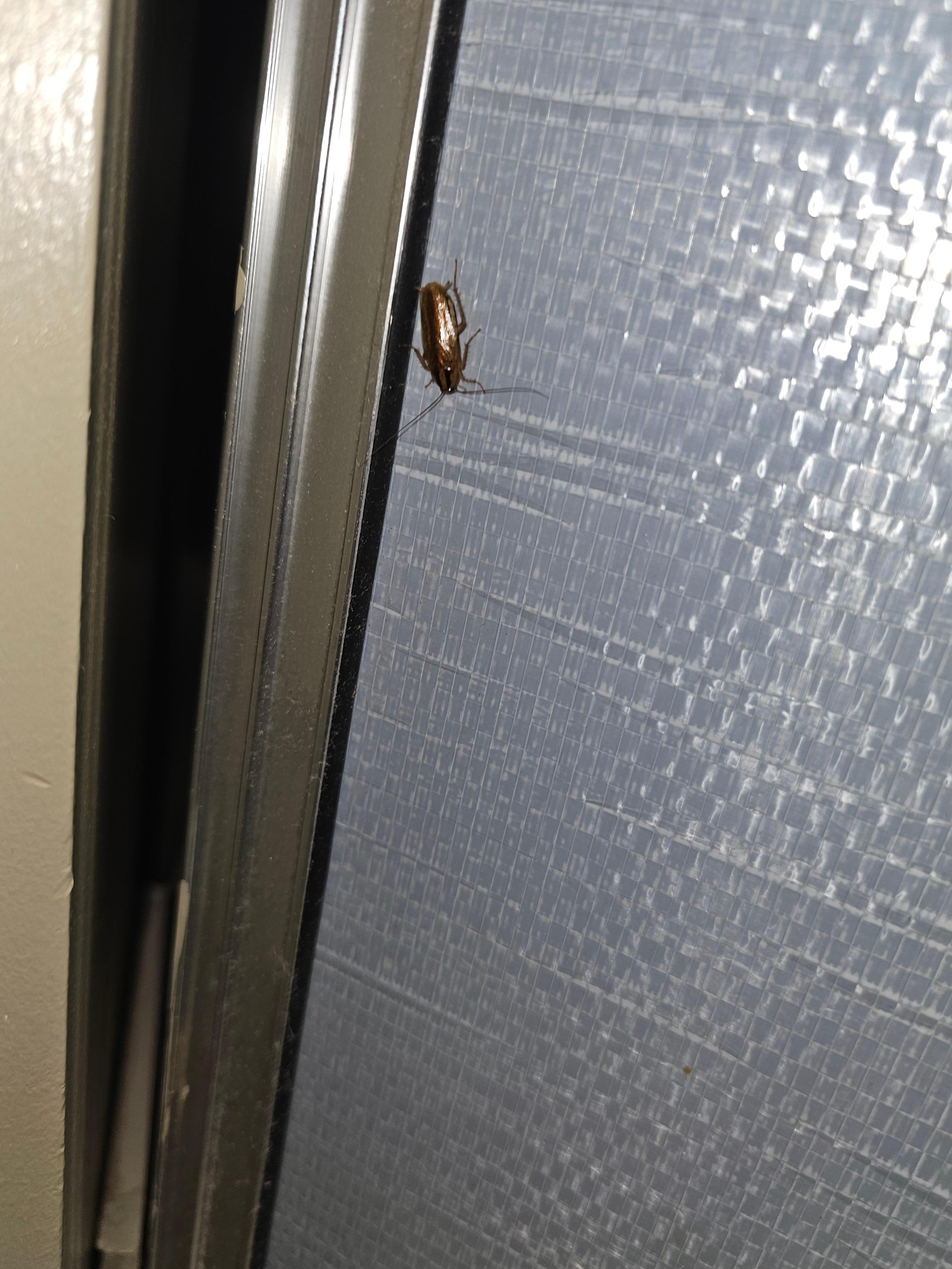 Roach inside the closet. 