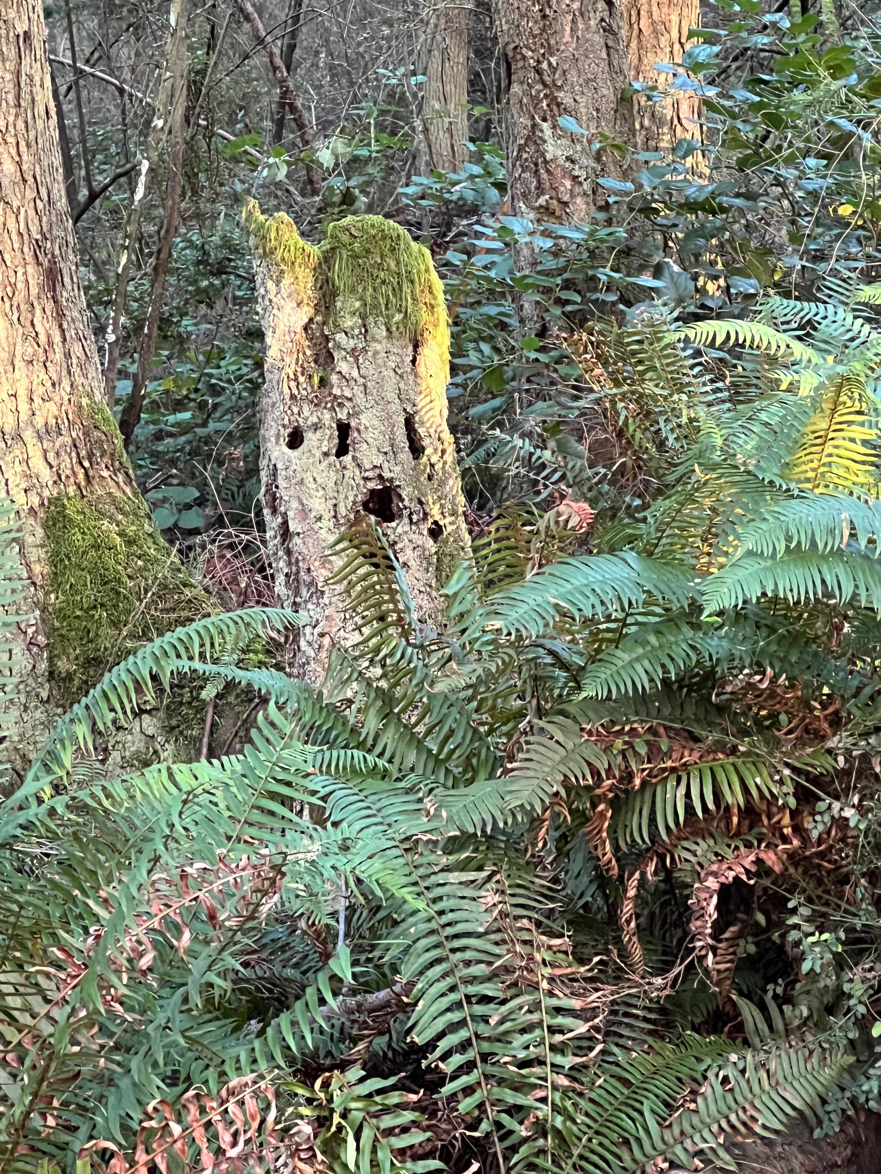 Sculpture garden trail south of Coupeville