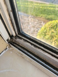 Window in our room moldy