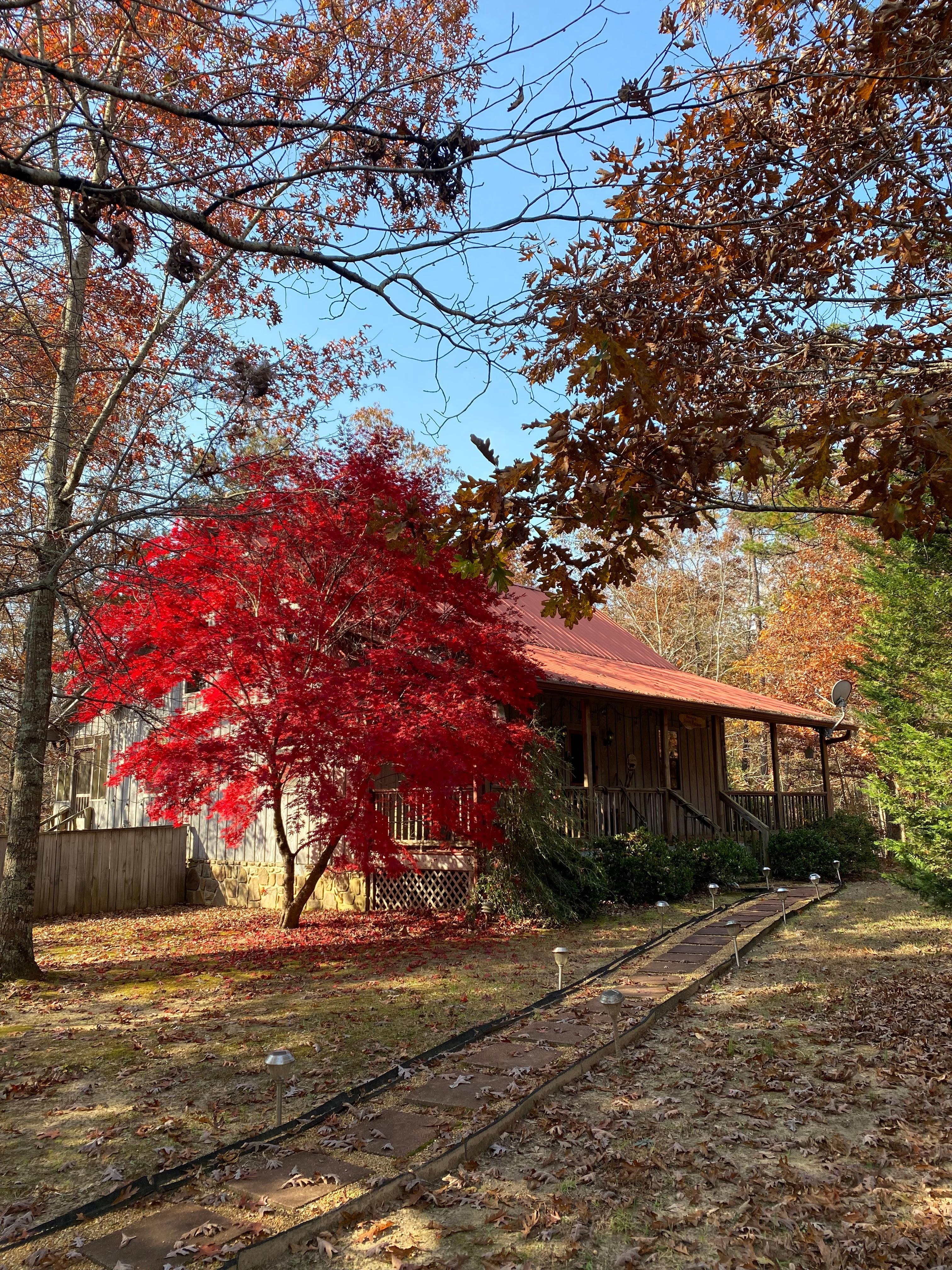 Beautiful tree on property.