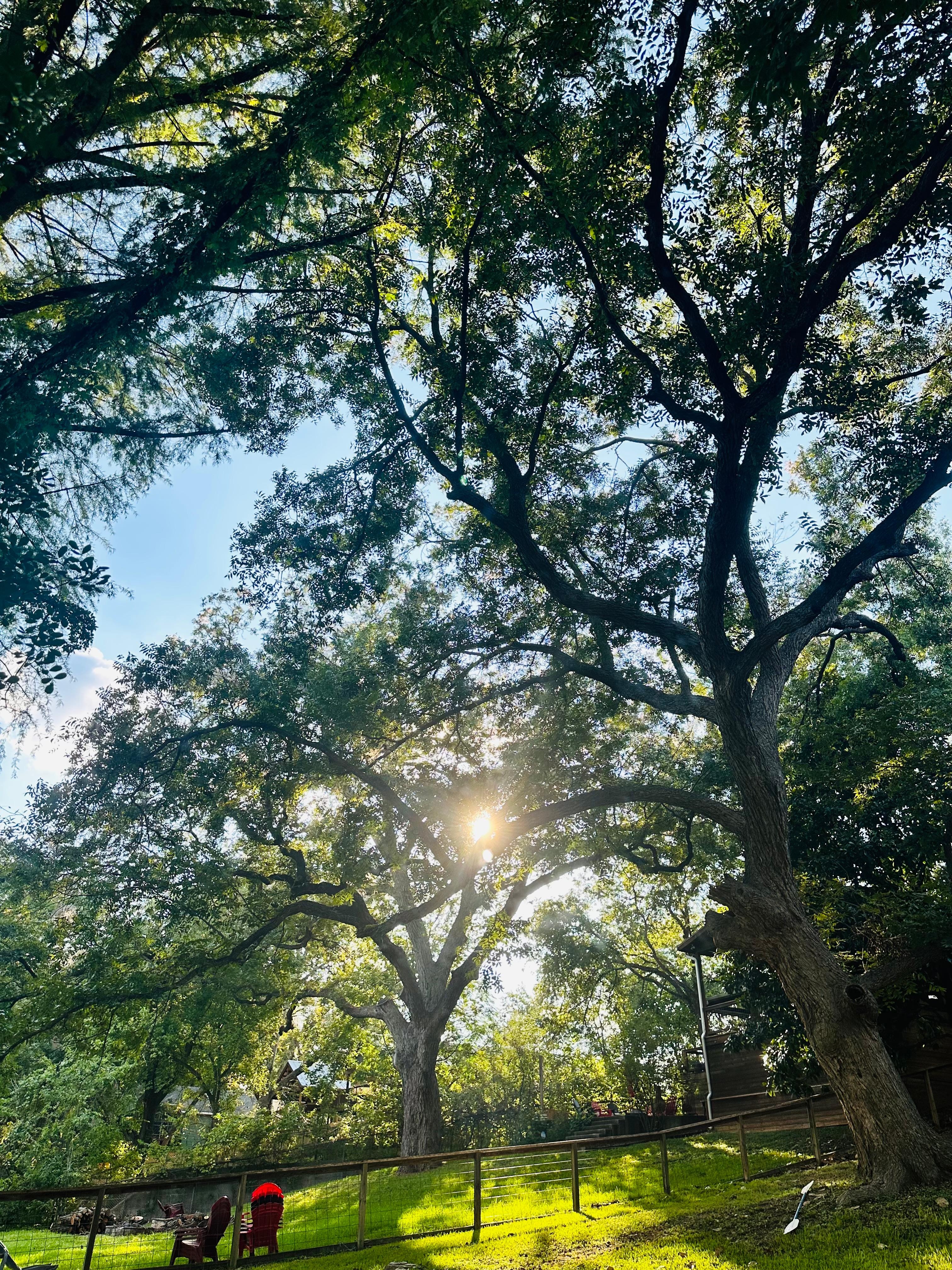 Beautiful trees on property 