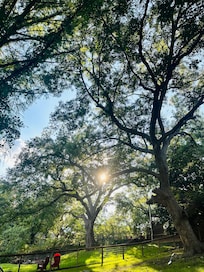 Beautiful trees on property