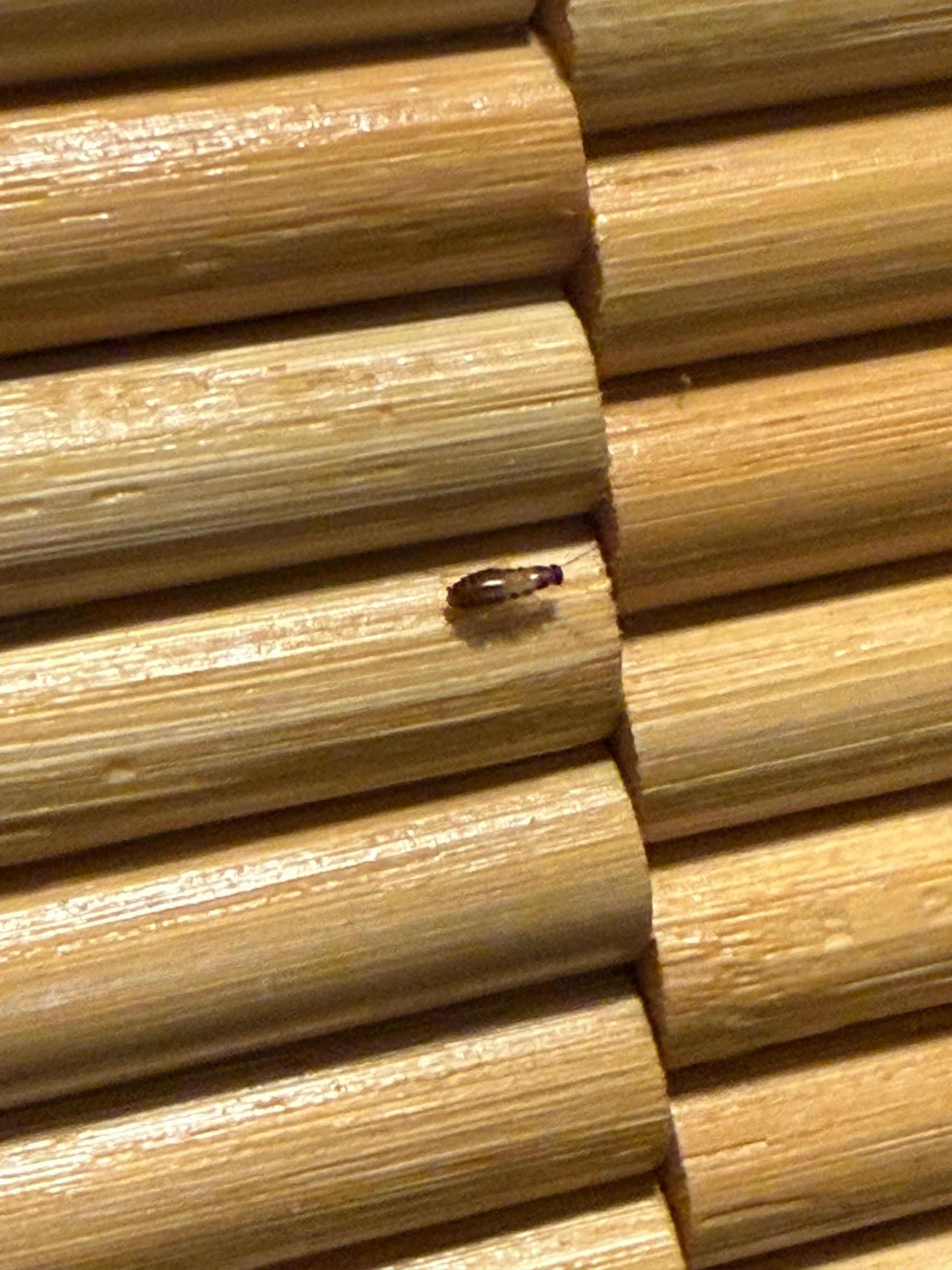 Cockroach in kitchen