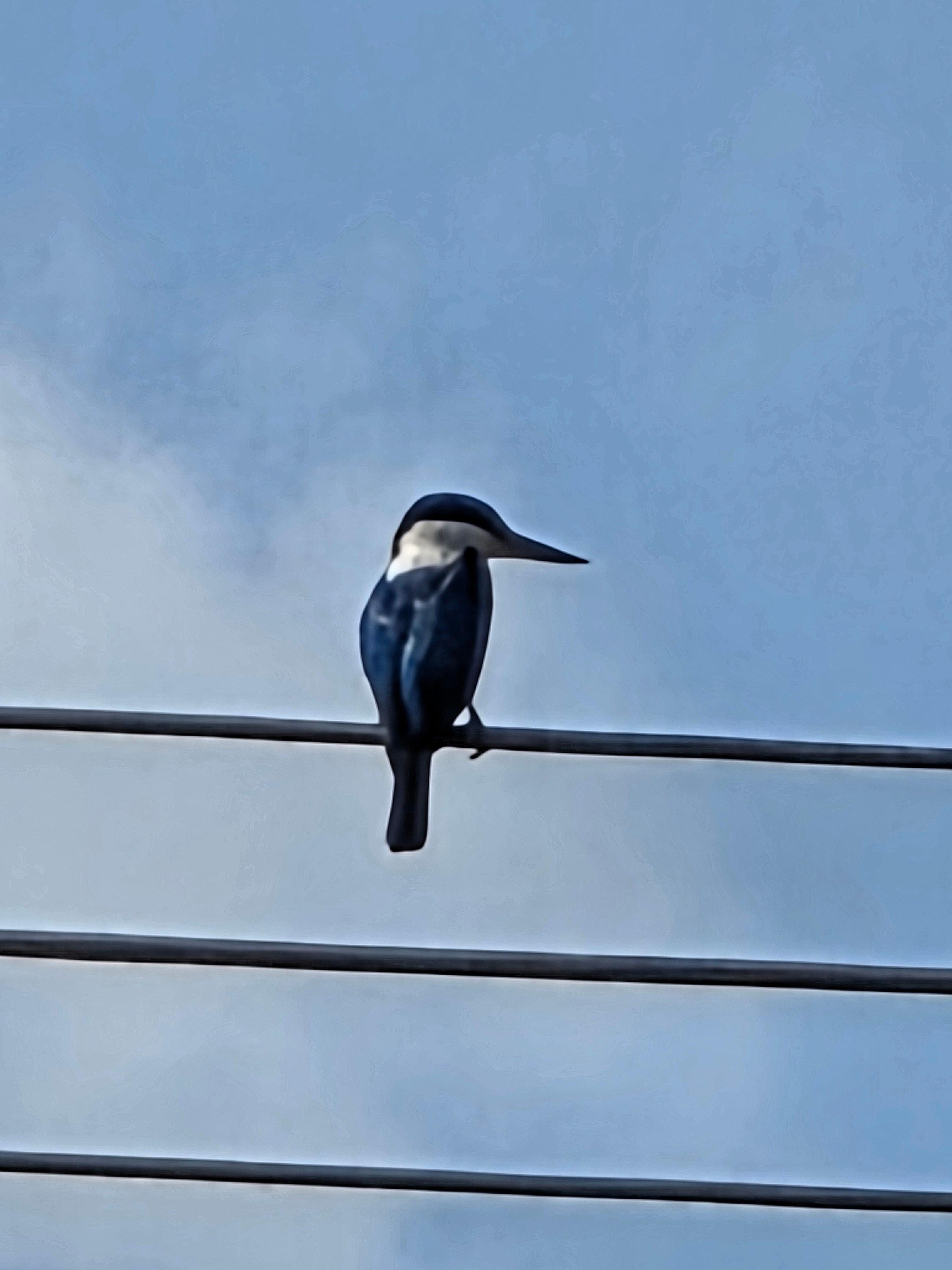  Kingfisher at Wells Creek Retreat
