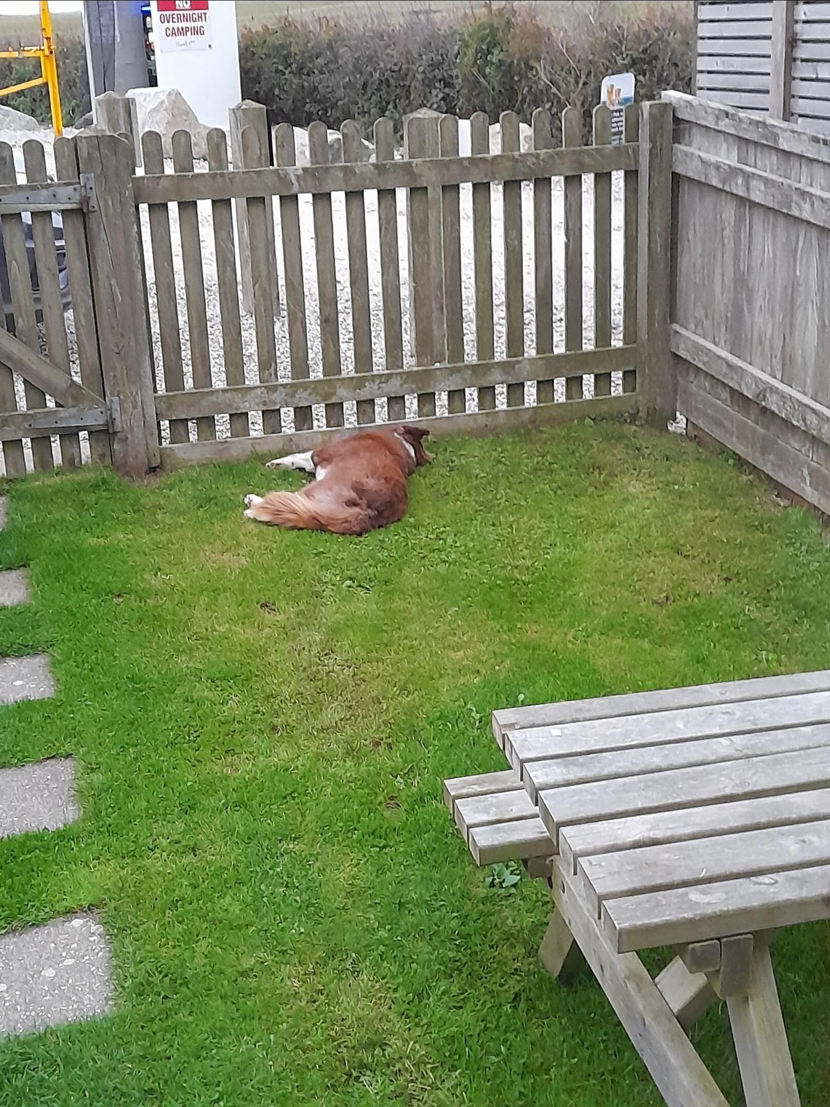 Stan resting after his walk