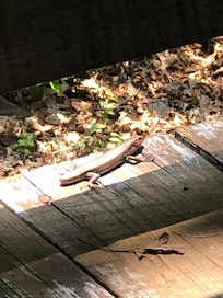 Lizard with no tail.