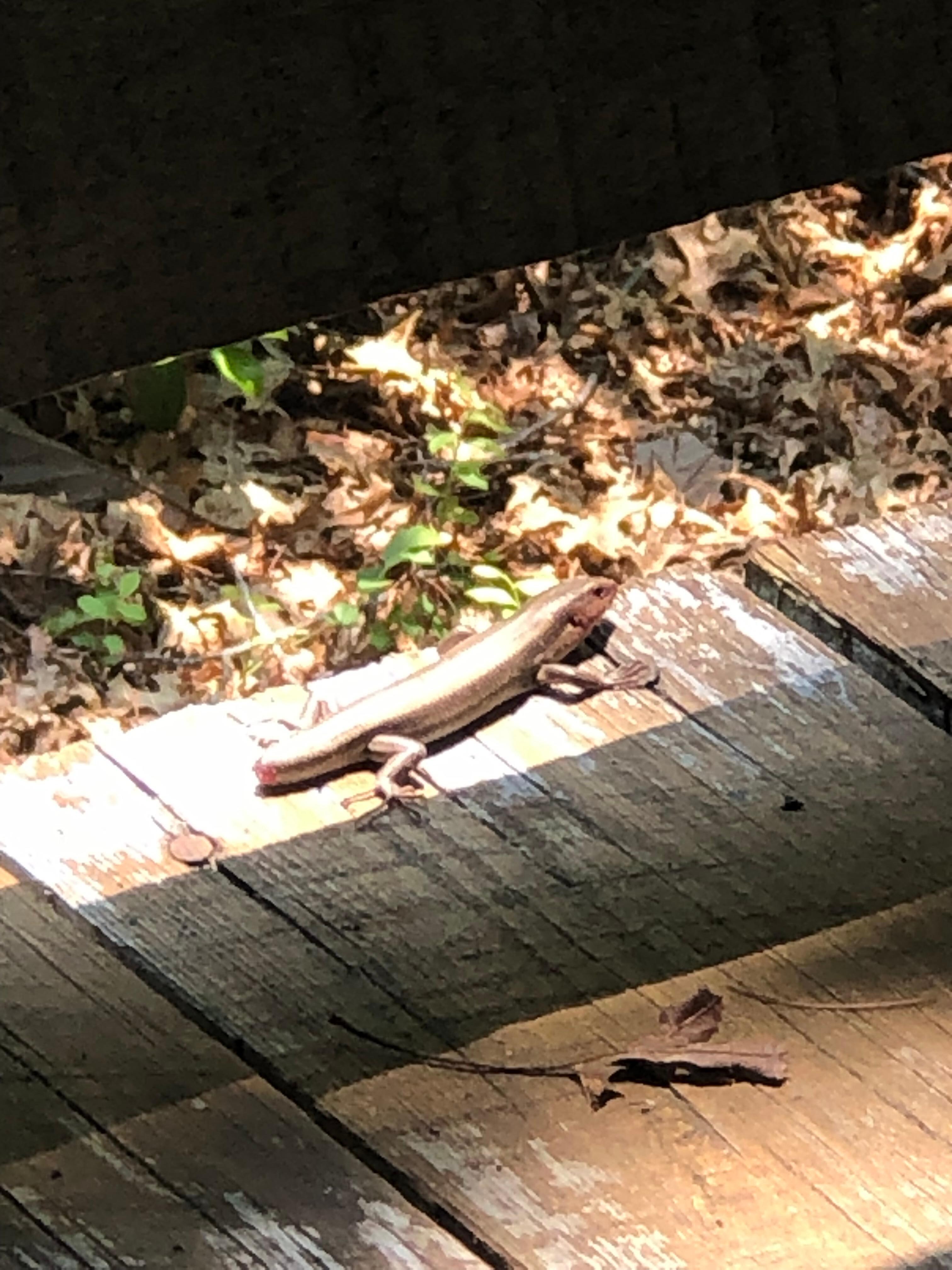 Lizard with no tail. 