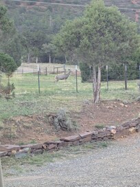 Some deer visited!