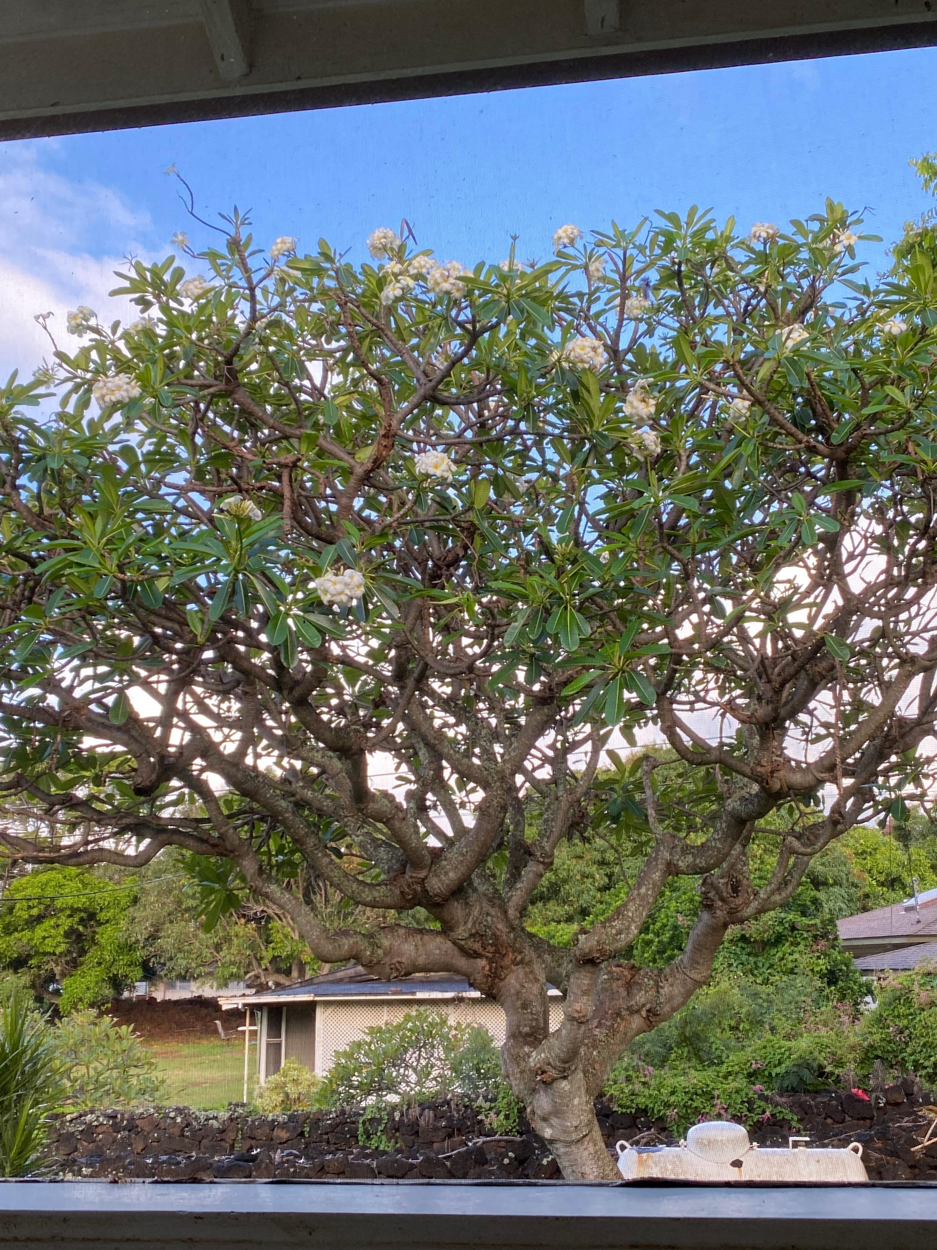 Plumaria tree in front yard
